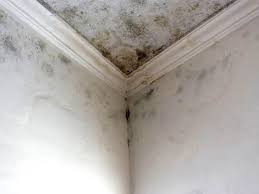 Best Environmental Consulting for Mold Prevention  in Ardsley, NY